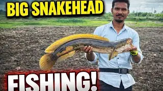 Snakehead Hunting /Aaj mila asli monster!🐟#fishing #handmadelure #catlafish #fish #automobile #funny