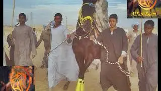 البطل( انجليزي مدني ) موفق في القادم