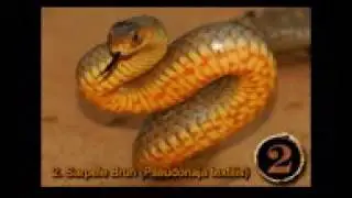 TOP 10 cei mai periculoși sierpi