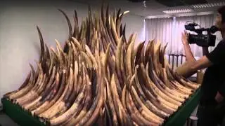 Ivory poaching hurting elephant population