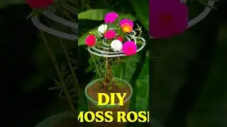 Башня из мха Magical Bond Rose своими руками | Простой и недорогой урок по выращиванию растений д...