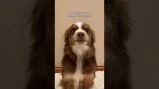 Dog Smiles for Photo