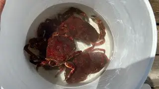 One Pull: August Red Rock Crabbing