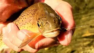 Top 10 Best Trout Flies Review in 2025
