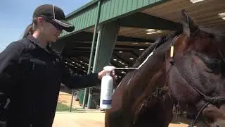 New Spray On FoamCare Equine Shampoo from Vetericyn  Veterinarian Dr  Mindy