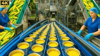 Amazing CORN Harvesting & Processing Into Canned Corn in the Factory | Top Discovery 4K