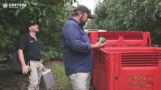 Integrated Pest Management, Avocados