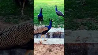 PEACOCK 🦚 AT ITS BEST #shortsfeed #peacock #shorts #short #viralshorts #mrbeast #indianhacker