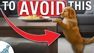 The ONE Puppy Training Tool That STOPS Annoying Behaviour