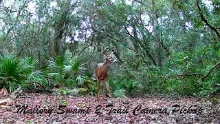Florida Trail Camera Adventures 4