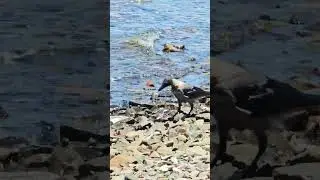 Nature&rsquo;s Hunt: Crow Looking for Food on the Beach