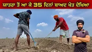 ਯਾਤਰਾ ਤੋਂ ਆ ਕੇ 35 ਦਿਨਾਂ ਬਾਅਦ ਖੇਤ ਦੇਖਿਆ । ਵੱਟਾਂ ਤੇ ਜਿੰਦਰਾ । Gur Brar Vlogs