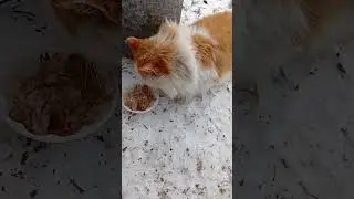 Накормила кицюню