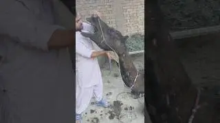 😱😱 Angry Camel Treatment of a Camel #automobile #music #hiphop #baffalo #livestock #camelvoice #rap