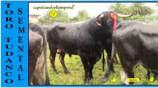 toro semental raza tudanca ( 00004 )