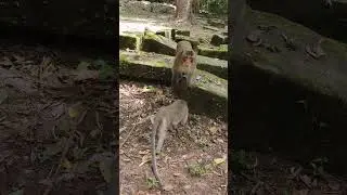 Wildlife monkey in Amber troop #animallife #babyprimates #wildlife
