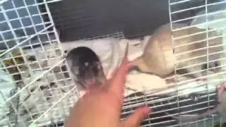 My Boy Rats