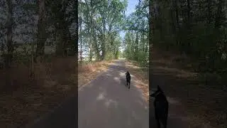 Gluey & Milo - Walking With Milo in a Magical Tree-Lined Path 🍃🐾 #glueyandmilo #catanddog #asmr