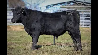 Alloura Angus July 2022 Bull Sale   Lot 11   Alloura Roll The Dice DGJR56