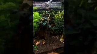 🌱Daily Liquid Fertilizer Routine🌿 #aquarium #plants #aquascape #plantedtank #freshwater #nanotank