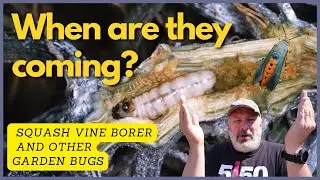 The Big Bug Hunt:  How To Predict Pests In The Garden