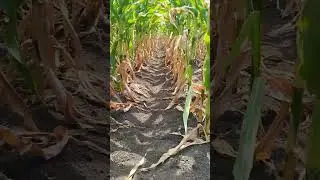 Защита кукурузы препаратами Safety Field Мелион, КС и Пальмира, СЭ