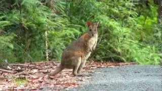Springbrook National Park, Queensland, Australia