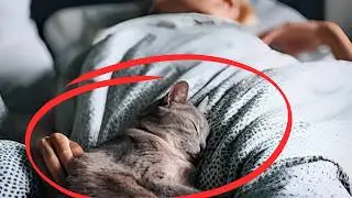 Perchè il gatto dorme con te?