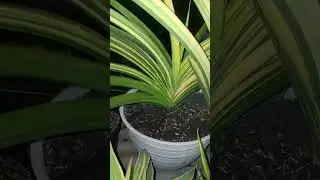 Sorotan 34.39 - 39.39 dari Live sale spesial hari sabtu bosku #sansevieria #Budinursery #sale #flash