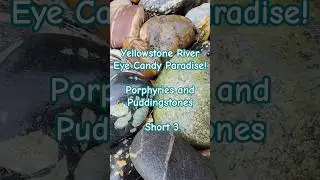 Yellowstone River Rock Collector's Eye Candy Paradise! Porphyry and Puddingstone Rock Garden 3