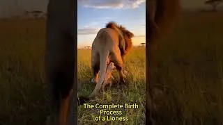 Witness Nature&rsquo;s Miracle Complete Lioness Birth 🦁👶#LionessBirth #naturemiracle #wildlifedocumentary