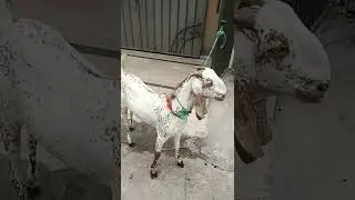 UP Jumping Goat