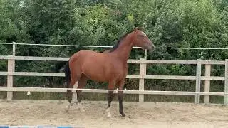 2022 gelding Jameson RS2 (Blue Hors Zack) x Lauries Crusador
