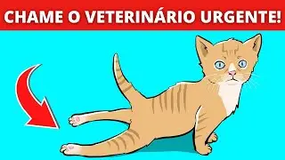 TOP 10 SINAIS DE QUE SEU GATO PRECISA DE AJUDA