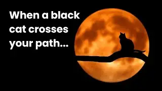 When a black cat crosses your path... #cat #omen #folklore