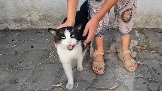 Oreo the cat I hadn't seen for a long time was very happy to see me
