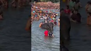 Elephants Have Their Own Spiritual Rituals