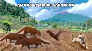GARANGAN HUNTING IN THE DRY SEASON #shorts #video #reels #animals