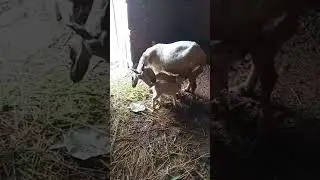 My Goat Gives Birth to Two Cute Babies | Engineer Ka Bagh #homestead #pet #animals