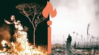 Sidste udkald for Amazonas