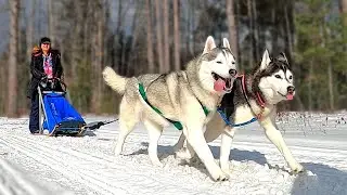 My Husky Wants MORE Snow!