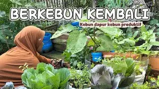 BERKEBUN KEMBALI / kebun dapur kebun produktif #kebundapur 