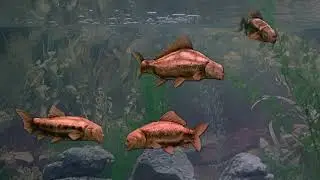 Monty Python   Fish Tank