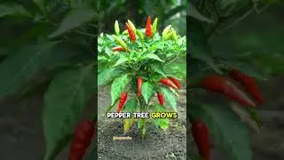 small chili tree that bears lots of fruit #chili #tree #plant #nature #viral