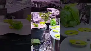 Hydroponic system setup #garden #plants #gardening#hydroponics