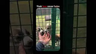 Giving Stray Dogs a Second Chance! #trending