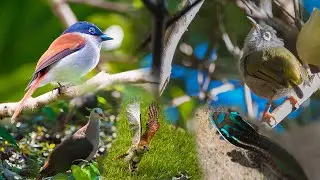 Endemic Wildlife of Mauritius