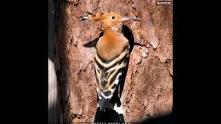 Hoopoe bird | Unveiling the Exquisite Hoopoe Bird: Nature's Hidden Gem |  #birds #shorts #viral