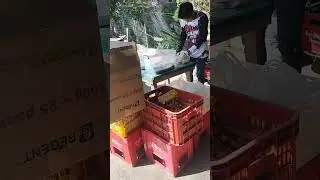 Double Prank NGANGA  betel nuts chewing to ROBUST EXTREME to increase your se???? Power..