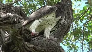 Martial eagle (Polemaetus Bellicosus) with its prey @stratisouyouljis5418 